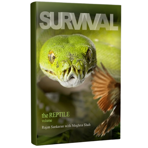 Survival The Reptile